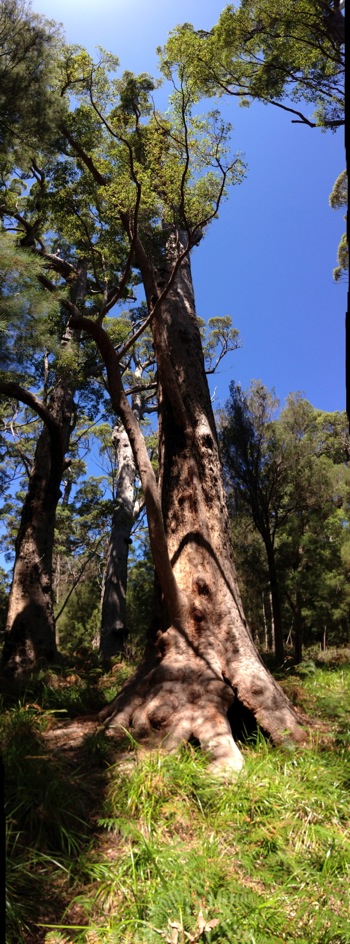 Giant Red Tingle: Eucalyptus jacksonii