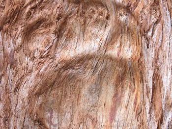 Tingle Tree Bark - eucalyptus jacksonii bark